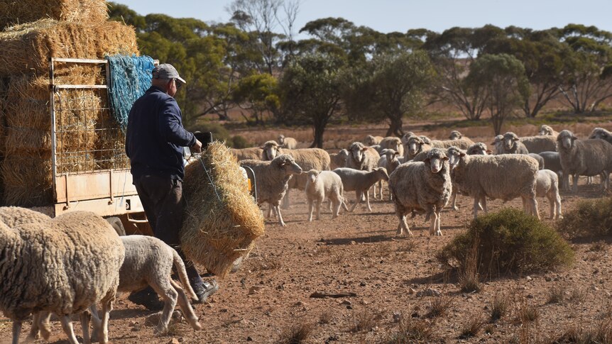 A fair-skinned man, Lloyd, drops square ryegrass hay bales off his white ute to sheep in a dusty paddock.