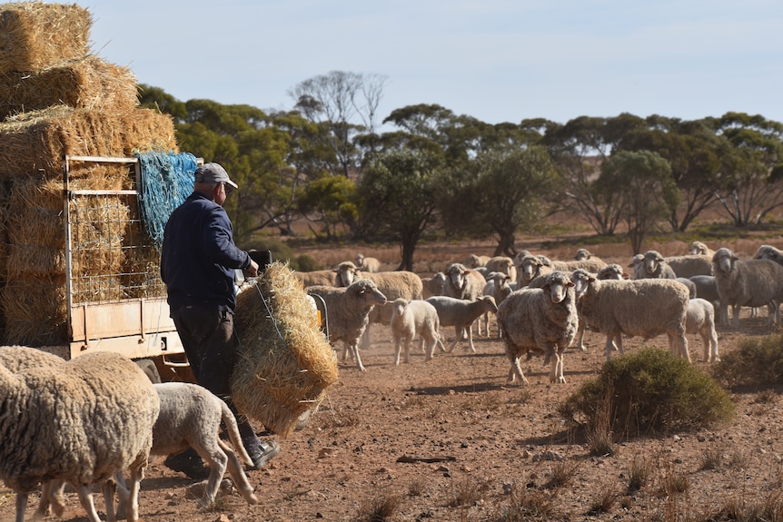 A fair-skinned man, Lloyd, drops square ryegrass hay bales off his white ute to sheep in a dusty paddock.