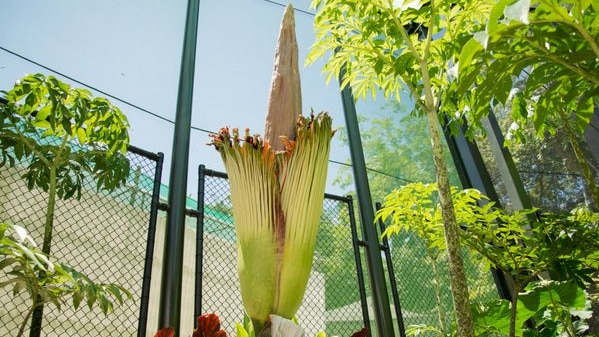 A corpse flower blooming at the Cairns Botanic Gardens.