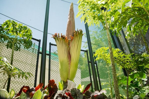 A corpse flower blooming at the Cairns Botanic Gardens.