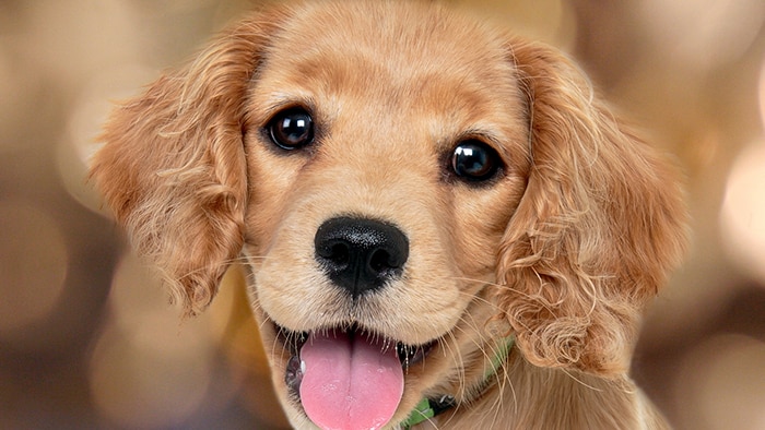 The Science Behind Those Big Ol' Puppy-Dog Eyes, Smart News