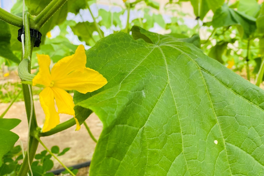 A yellow cucumber flower on a plant.