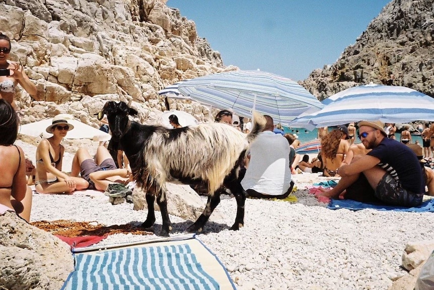 A goat is seen to the centre-left of an image with people sitting on a beach behind it, and walls of rock behind them.