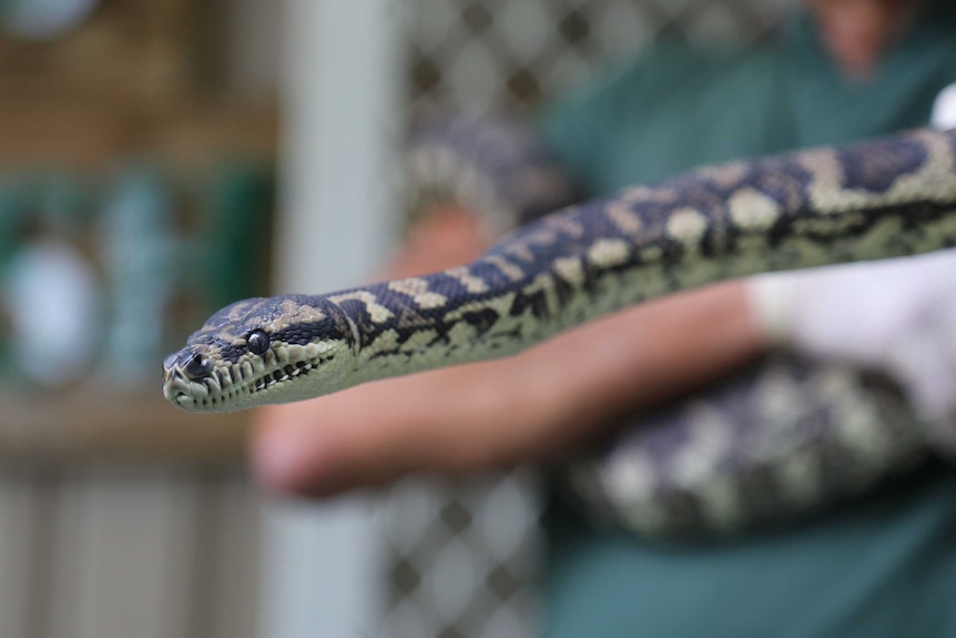 A jungle python, which was addicted to methamphetamine.