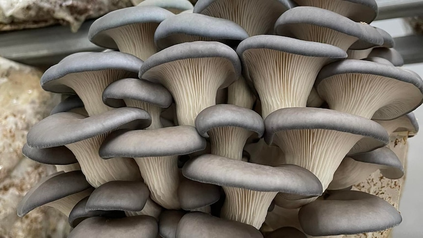  A very pretty clump of mushrooms.