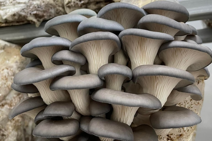  A very pretty clump of mushrooms.