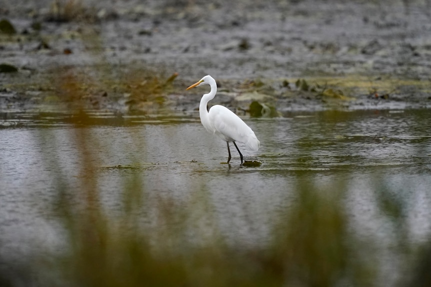 A white bird walks along a wetland.