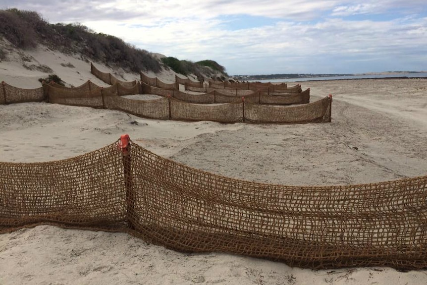Geraldton beach sand traps fighting erosion.