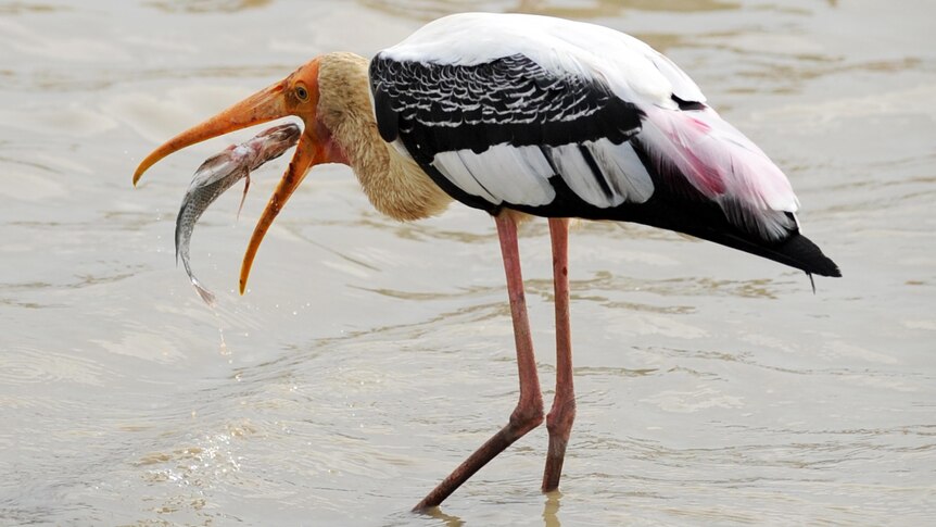 A painted stork catches a fish.