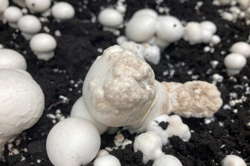 A small white mushrooms has what looks like warts growing out of the top of it 