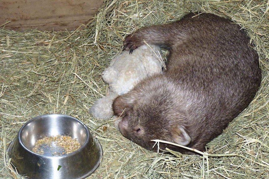 A wombat in a sanctuary on straw, cuddling a teddy bear