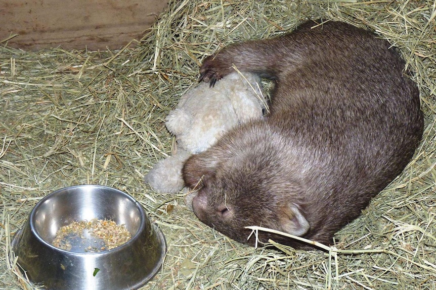 Tonka always had a teddy bear, which he cuddled til his last day.