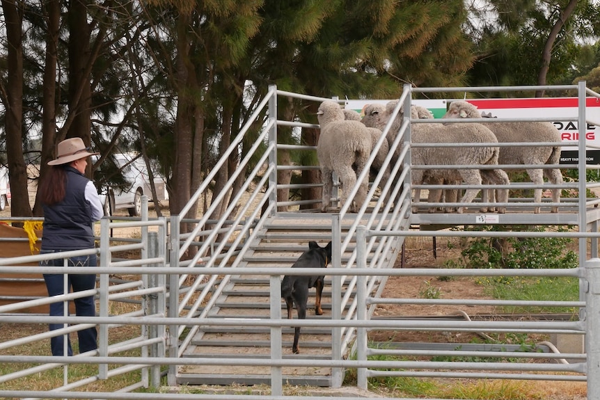 Black kelpie guides sheep up a loading ramp while a woman watches.