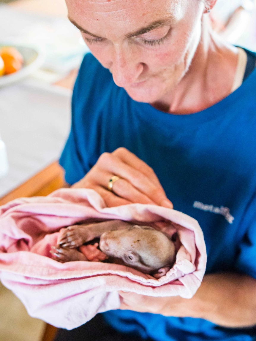 Donna Stepan with wombat Yhi