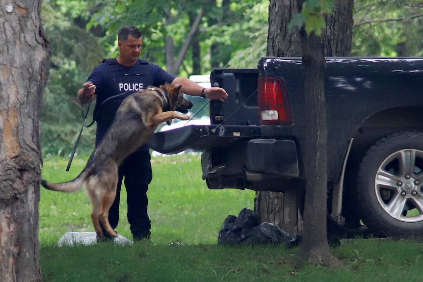 A police dog searches the back of a pickup truck parked among trees at Rideau Hall.