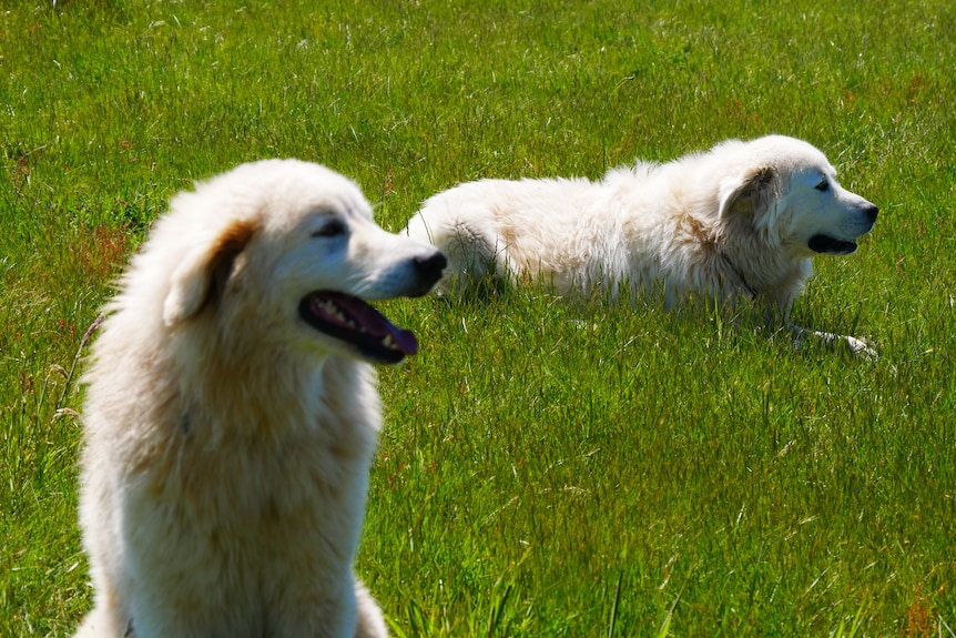 Two large white dogs in a paddock