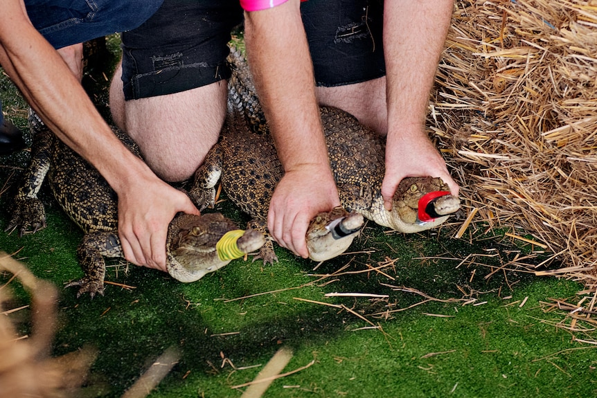 Three crocs lined up along the starting line, surrounded by hay bales