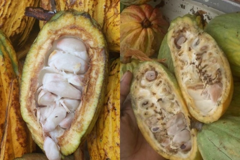 Composite image showing healthy cocoa beans (L) and ones that have been destroyed by cocoa pod borers (R).