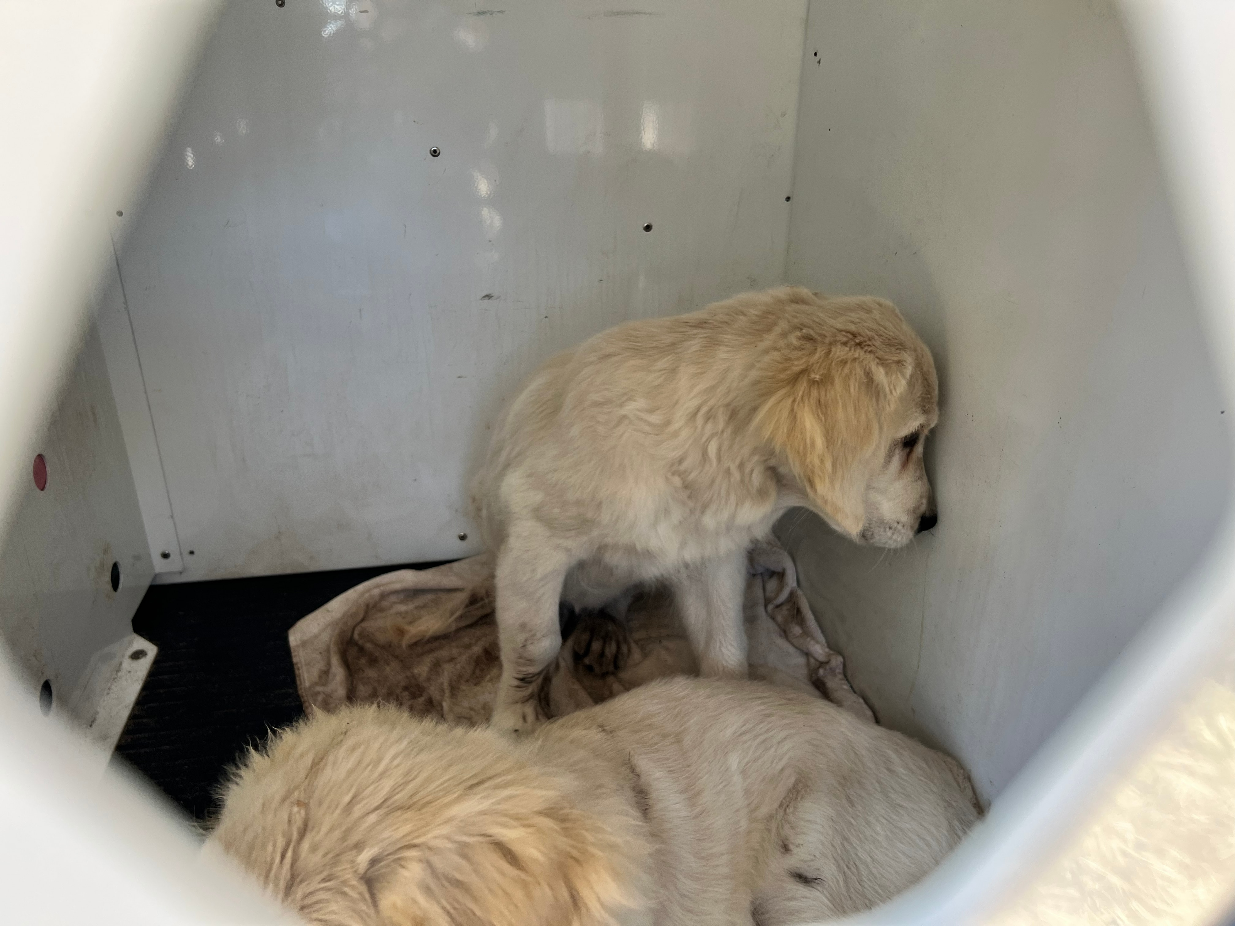 A terrified golden retriever stares at the wall in a vehicle container with another dog in front of it.