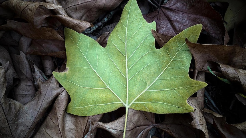 A green leaf surrounded by brown leaves on the ground
