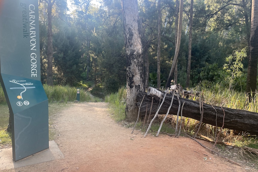 Wide shot of sticks propped up on a log next to a sign for Carnarvon Gorge