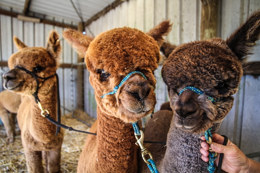 A head shot of three 10-month-old alpacas.