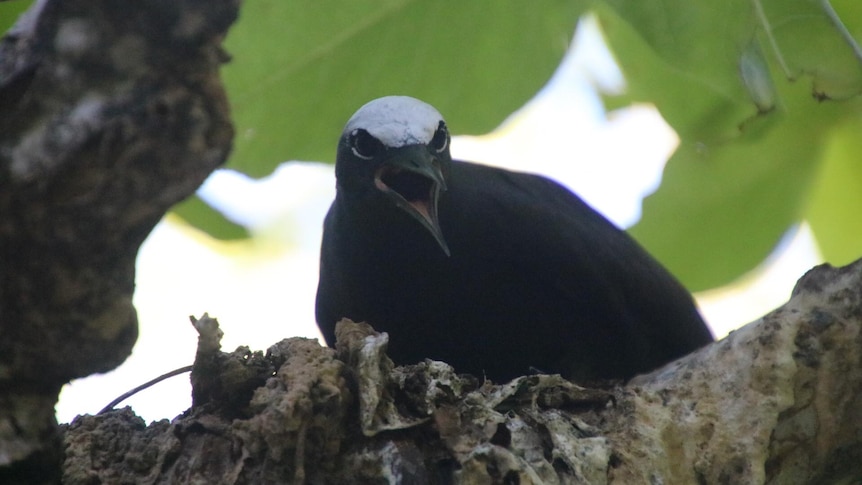 A black bird with a white head in a tree. 