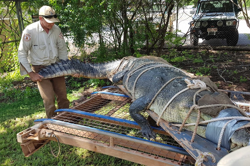 A ranger holds the crocodiles tale as it is loaded onto a trailer.