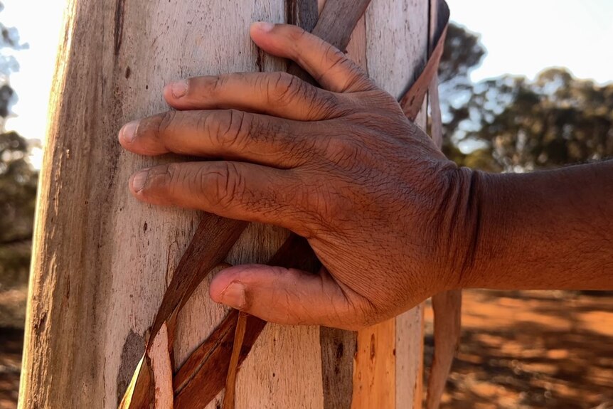 a man's hand grips a tree in an outback setting