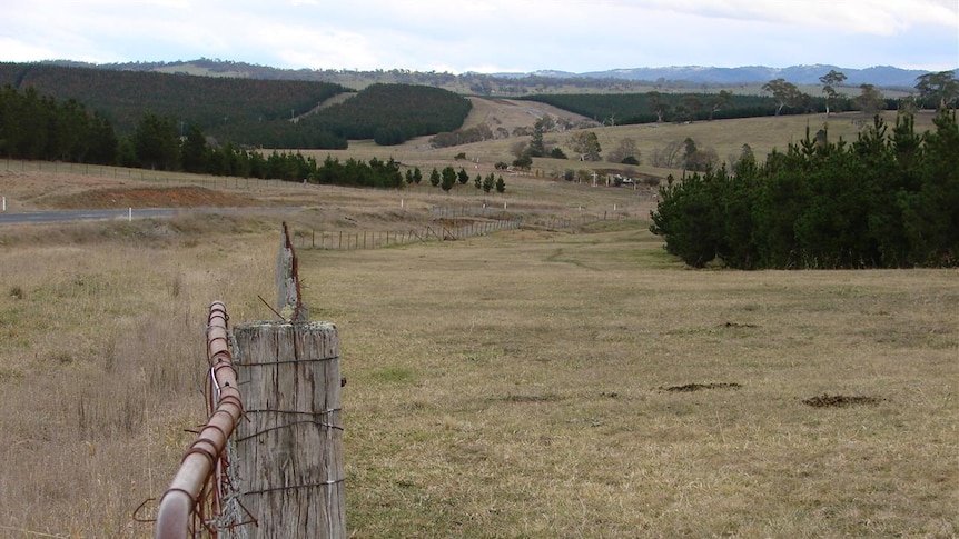 Softwood pine plantations in farm land