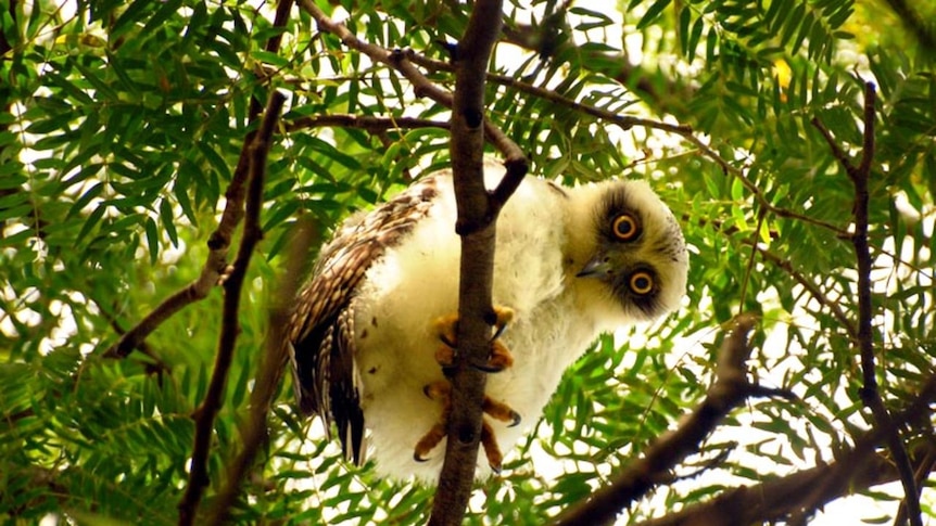 A powerful owl chick sits in a tree