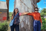 Two women holding each other's arms in front of a large tree 