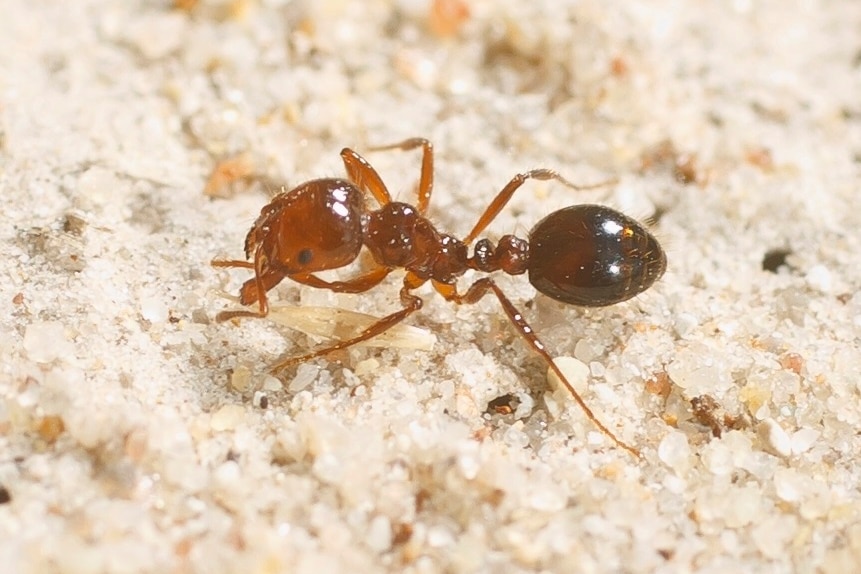 Close-up photo of the red imported fire ant.