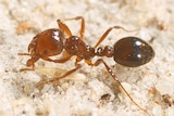 Close up picture of the red imported fire ant.