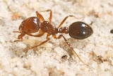 Close up picture of the red imported fire ant.