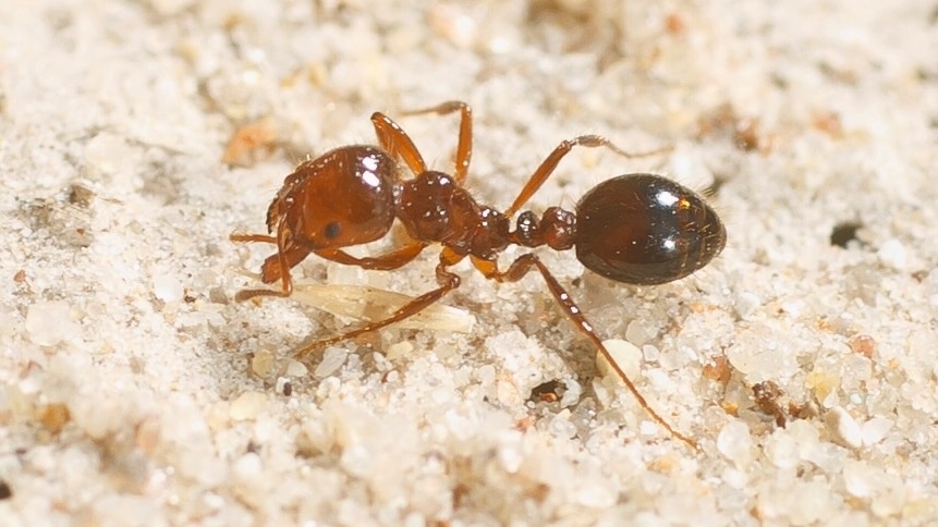 Close-up picture of the red imported fire ant.