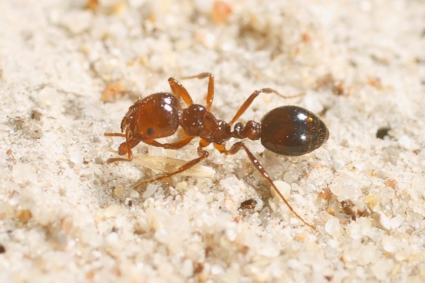 Close-up picture of the red imported fire ant.