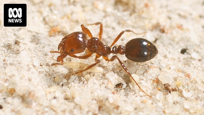 Une enquête sénatoriale appelle à une plus grande coopération et transparence dans les efforts d’éradication des fourmis de feu