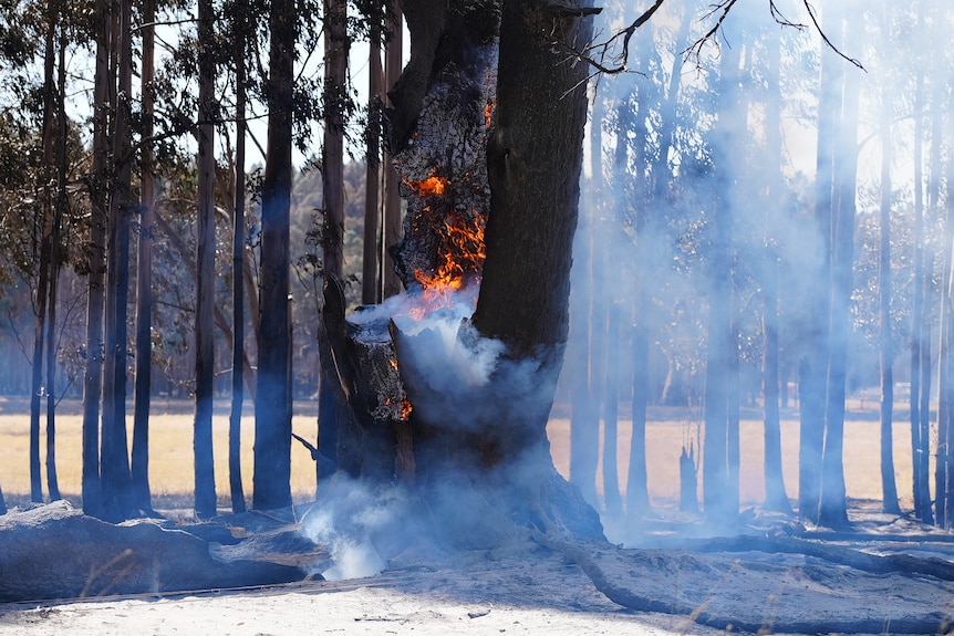 A burning tree during a bushfire.