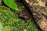 A small brown frog under a log on green moss