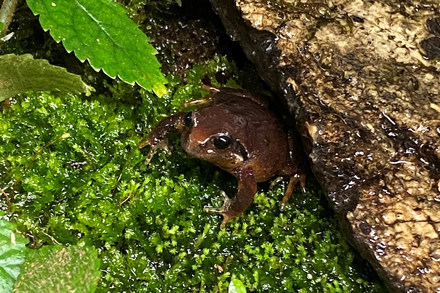 A small brown frog under a log on green moss