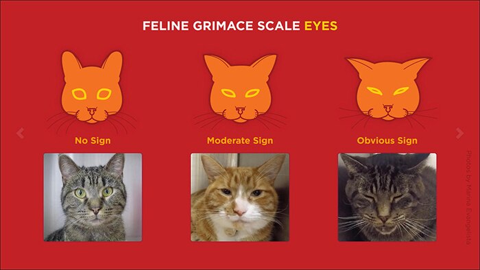 Three cats showing different eye expressions.