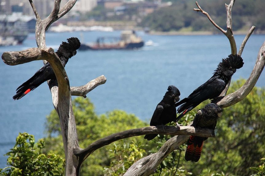 Red-tailed Cockatoos