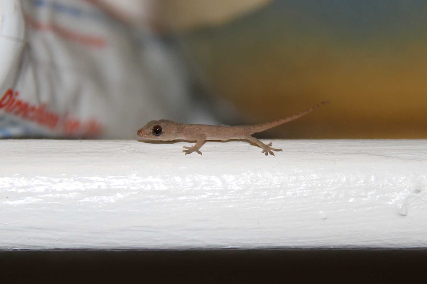 Baby Asian House Gecko in a house