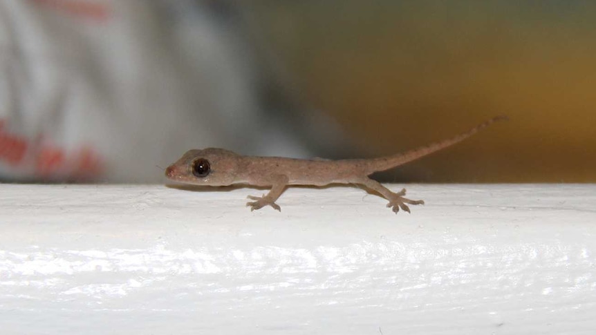 Baby Asian House Gecko in a house