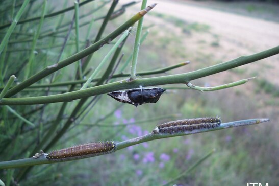 Two caterpillars crawl along a branch.