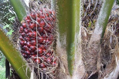 Some red palm oil nuts in an oil palm tree.