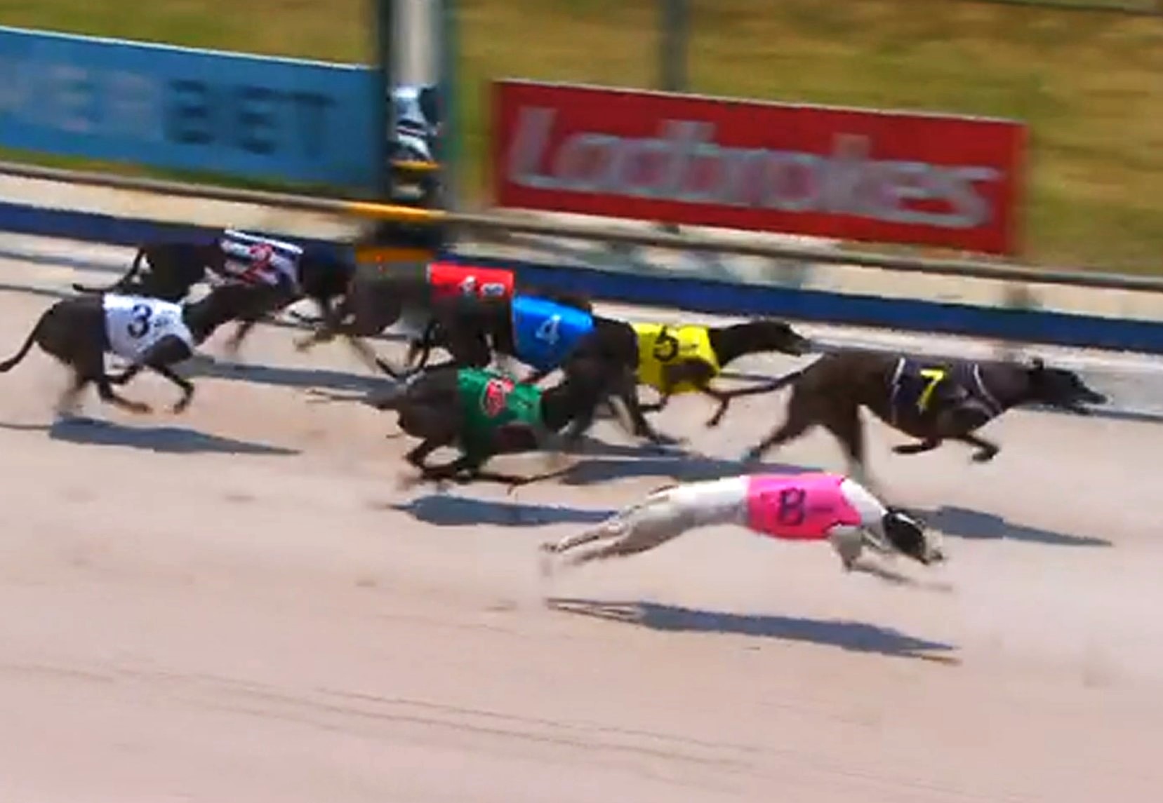 Lifetime greyhound industry ban for breeder after dogs found bashed to ...