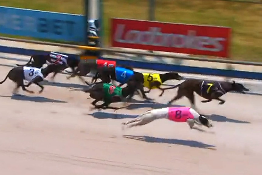 A group of greyhounds race around a sand track.