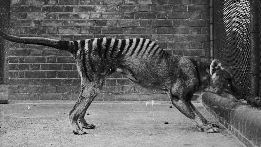 Black and white photo of a lean striped Tasmanian Tiger in a concrete enclosure
